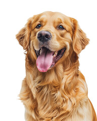 Happy Golden Retriever Dog with Bright Eyes and Friendly Smile on Black Background