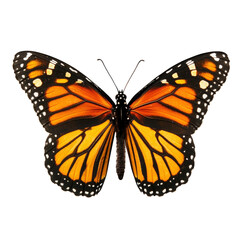 Obraz premium Detailed Monarch Butterfly Design on Transparent Background