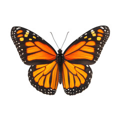 Fototapeta premium Detailed Monarch Butterfly Design on Transparent Background