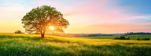 Fototapete Beautiful summer landscape with a tree in the meadow and sunlight at morning © Jannik