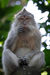 male monkey eating a nut in Bali
