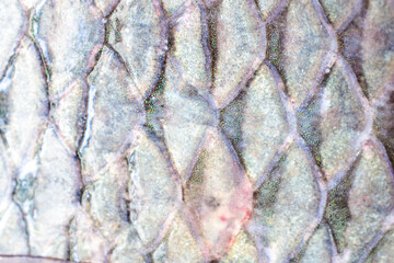 Fish scale skin background texture