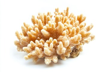 A detailed view of coral on a white background, ideal for decorative or scientific use