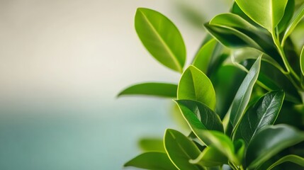 Fototapeta premium Leafy green plant with a blue background. The leaves are large and green, and the background is a light blue color