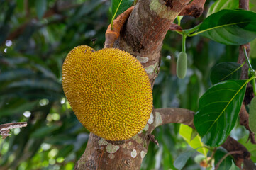 Jack fruit hanging in trees in a tropical 
