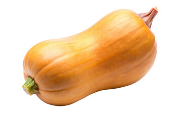 Fresh Butternut Squash PNG Transparent Vegetable Image Download