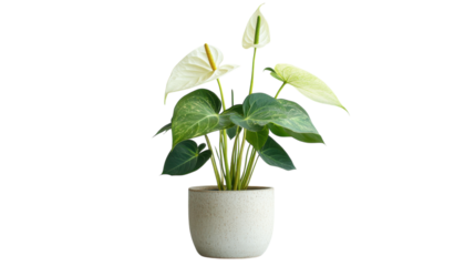 Indoor plant arrangement with vibrant leaves placed in a minimalist pot for home decor enhancement