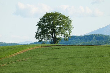 北海道　５月の富良野の風景