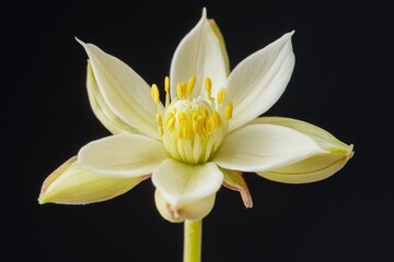 Obraz premium A single flower in focus against a dark, plain background