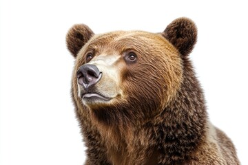 Fototapeta premium Close-up view of a brown bear's face, with fur and facial features in focus
