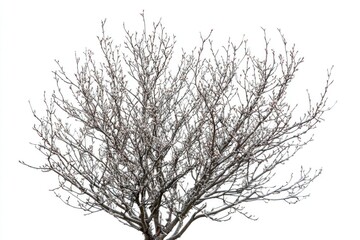 Obraz premium A snowy tree stands tall without its leaves, against a winter backdrop