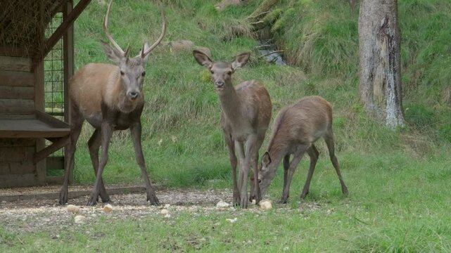 fawns