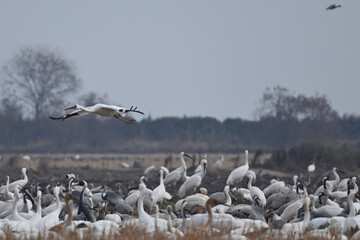 pelicans in flight