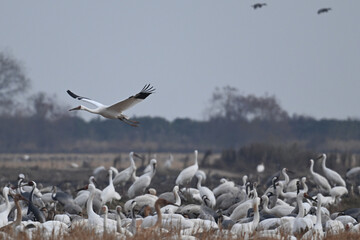 Obraz premium pelicans in flight