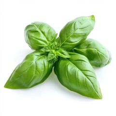 Fototapeta premium Fresh basil leaves isolated on white background, showcasing their vibrant green color and smooth texture. Perfect for culinary use and adding flavor to dishes
