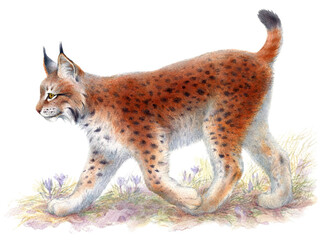 Hand drawn watercolor illustration of walking lynx isolated on white background.