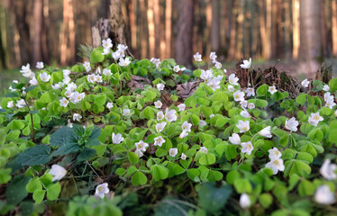 early flowering spring season background. white flowers of wood sorrel oxalis acetosella grow in...