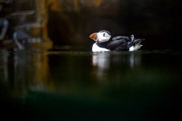Atlantic puffin swimming in a water in a Copenhagen zoo Kobenhavn 2025