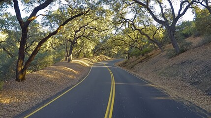 Fototapeta premium Serene Autumn Drive Through Oak Tree Canopy