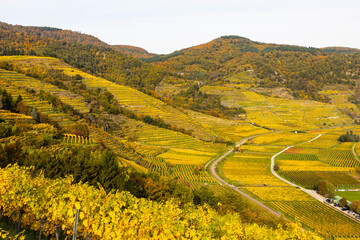 Vineyards and autumn leafs in the Wachau valley in Austria. Famous tourist and sightseeing...