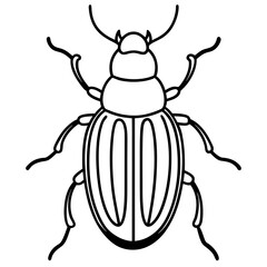 Elegant Beetle Line Drawing