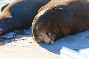 Relaxing Sea Lions on Sunlit Pier Near Calm Ocean Waves