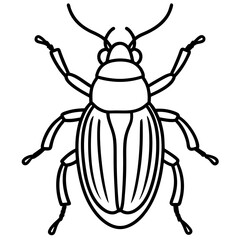 Elegant Beetle Line Drawing