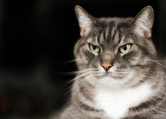 Angry grey cat