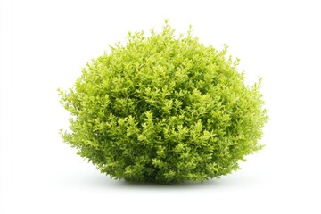 Fototapeta premium A bunch of fresh green leaves on a white surface, ideal for use in gardening or botanical illustrations