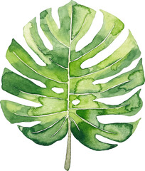 수채화 몬스테라 손그림, handdrawn watercolor monster