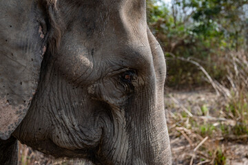 Fototapeta premium Elefante asiático 