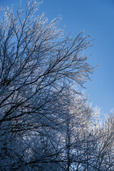 Fototapeta premium tree in winter 