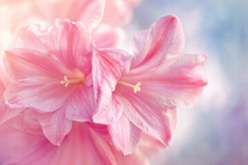 Fototapeta premium Close-up of a delicate pink flower with soft blurred background