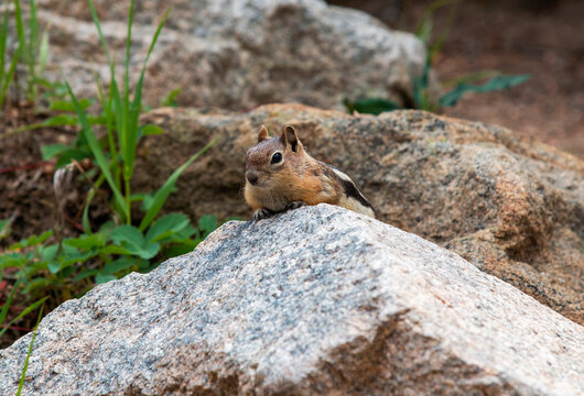 Small Chipmunk Perched on a Rock in Natural Habitat With Greenery Around