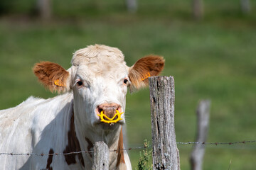 Cow with nose ring to prevent drinking from other cows