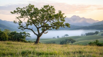 Obraz premium Solitary tree on misty hilltop at dawn, scenic valley background, nature photography