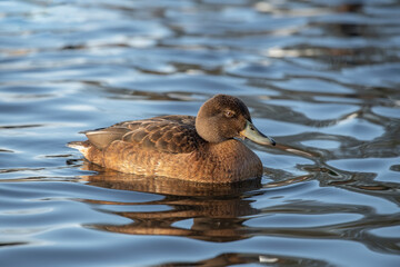 Pintail duck, anas acuta, female, swimming in the water, close up in winter in the uk