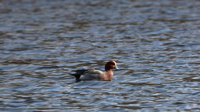 Eurasian Wigeon (Mareca penelope) male, swimming in a small lake in Skane, southern Sweden.