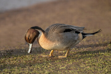 Pintail duck, anas acuta, male, standing, close up in winter in the uk