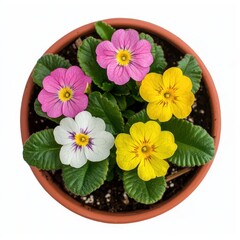 Colorful Primula Flowers in Terracotta Pot Top View Spring Bloom