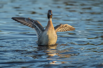 Pintail duck, anas acuta, male, displaying in the water, close up in winter in the uk