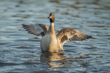Pintail duck, anas acuta, male, displaying in the water, close up in winter in the uk
