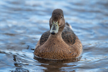 Pintail duck, anas acuta, female, swimming in the water, close up in winter in the uk