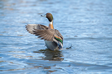 Pintail duck, anas acuta, male, displaying in the water, close up in winter in the uk