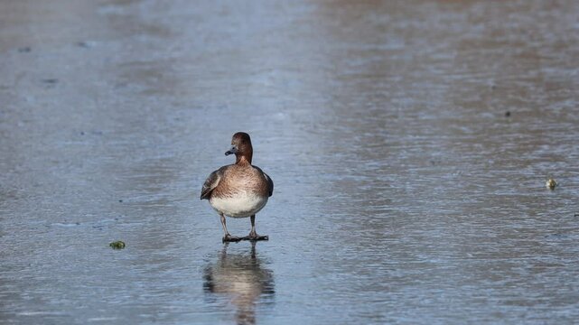 Eurasian Wigeon (Mareca penelope) male, standing on the ice by a small lake in Skane, southern Sweden.