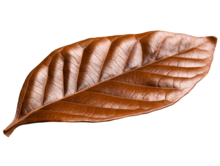 A beautifully detailed, dried brown leaf showcasing intricate veins and texture against a neutral background.