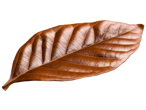 A beautifully detailed, dried brown leaf showcasing intricate veins and texture against a neutral background.
