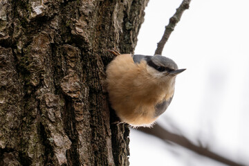 Kleiber am Baumstamm im Winter 3