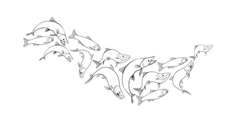 School of fish salmon black white vector illustration. Shoal trout silhouette hand drawn. Nerka sea fish painted linear. Sockeye drawing in monochrome. Design element for package, label, sign board.