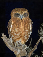 Australian Boobook (Ninox boobook) in Australia